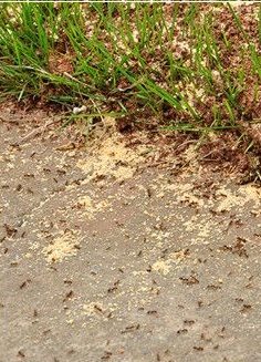 1538541198841701.jpg 20130529064454396_看圖王.jpg